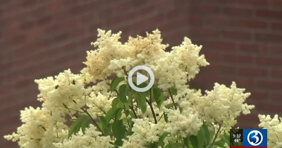 wfsb screenshot - smokey air around flower bush