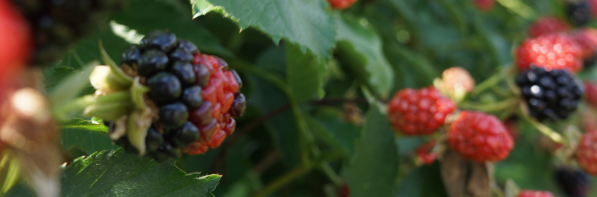 banner, blackberries