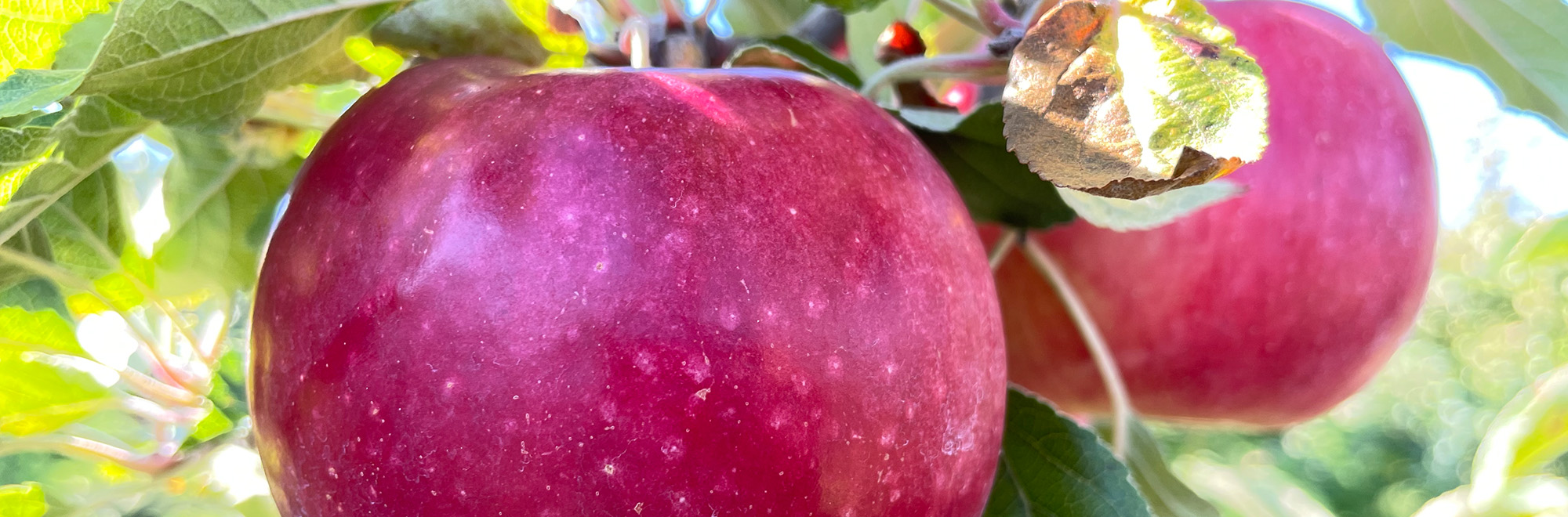 close up of apples