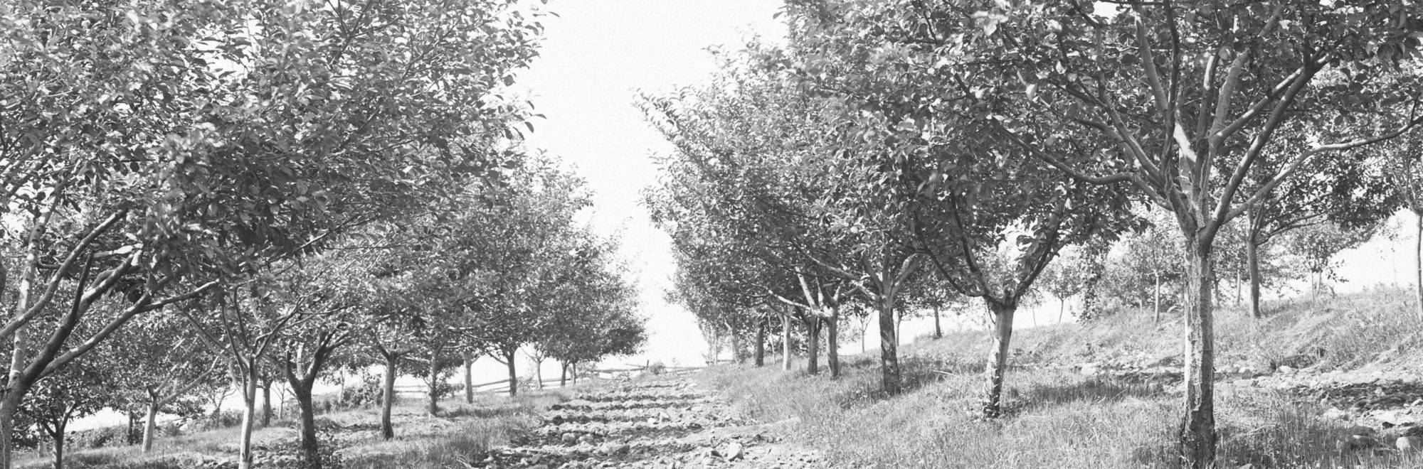 historical banner, rows of trees