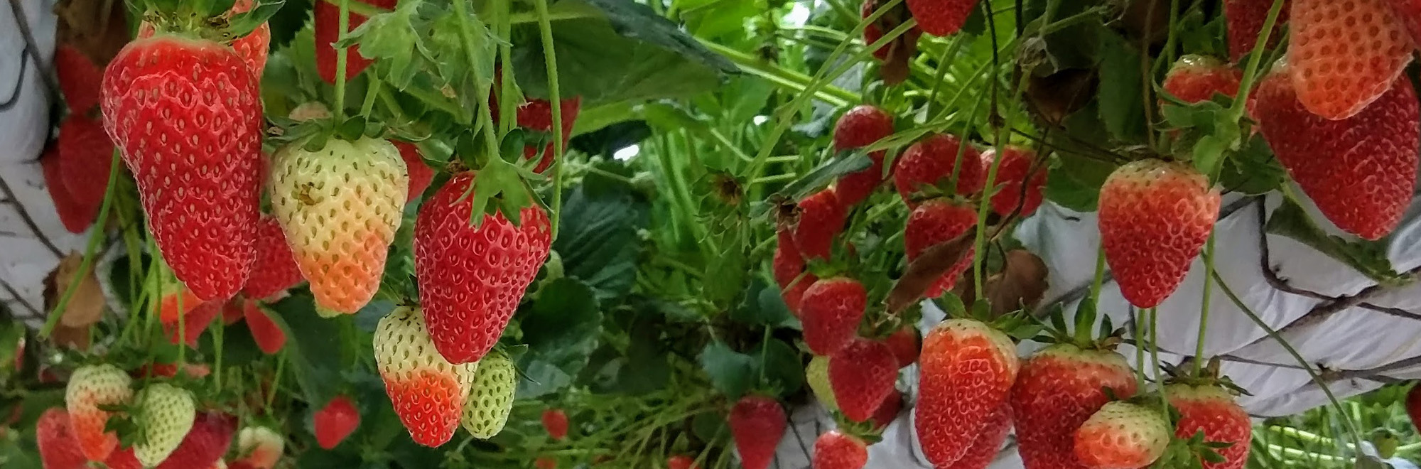 banner, strawberries